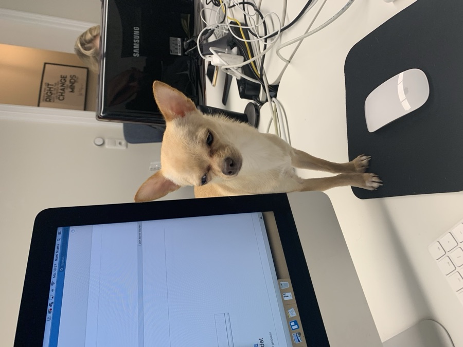Office dog